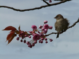 Vogel auf Frühlingszweig