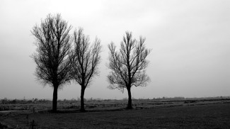 drei Bäume schwarz weiß