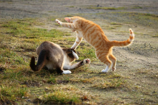 zwei kämpfende Katzen