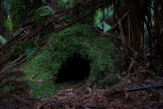 Mooshöhle im Wald