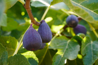 Blaue Feigen am Ast