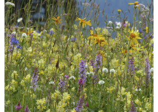 Blumenwiese