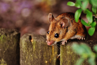 Maus auf Holzpfosten